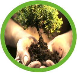 INTENCIONES DE SIEMBRA