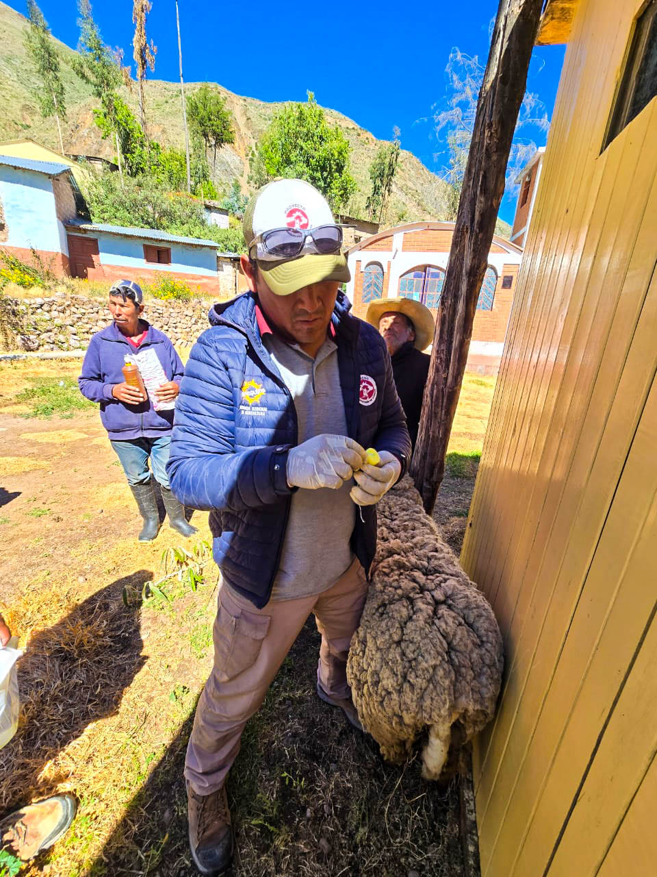 mejoramiento genetico Queñuamarca5